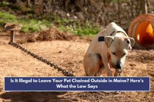 Is It Illegal to Leave Your Pet Chained Outside in Maine Here's What the Law Says