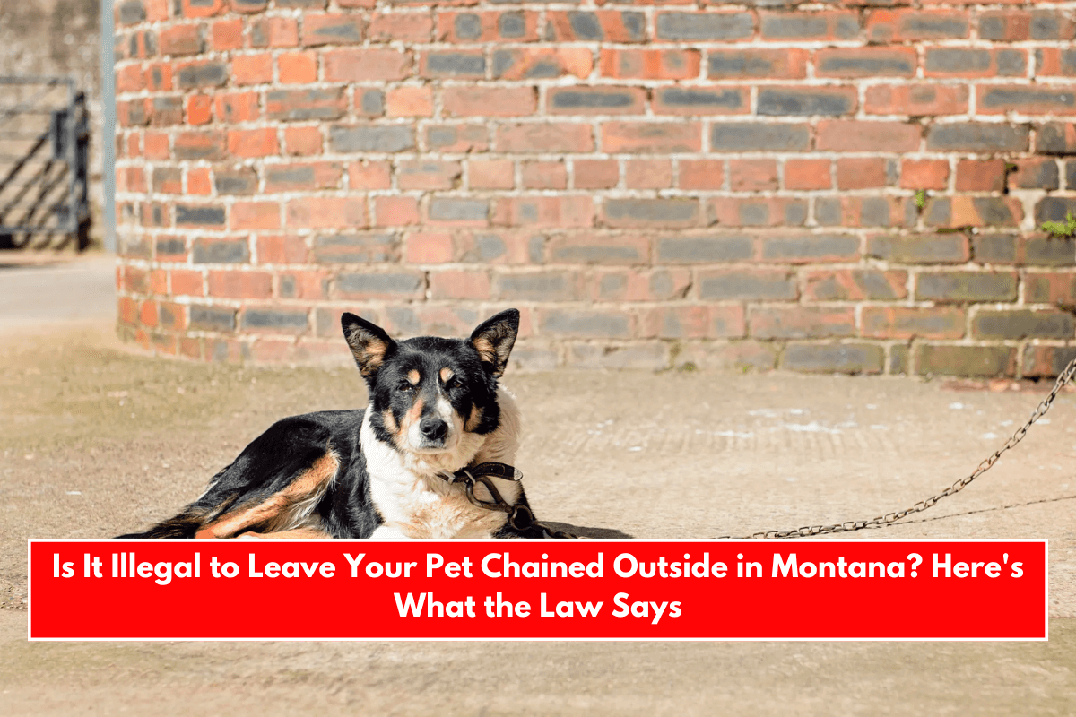 Is It Illegal to Leave Your Pet Chained Outside in Montana Here's What the Law Says